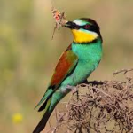 Vogelobservatie Spanje de bijeneter (Merops apiaster)