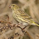 vogelen spanje valencia, europese kanarie (Serinus serinus)