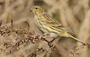 vogelen spanje valencia, europese kanarie (Serinus serinus)