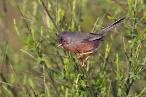 De Provencaalse grasmus een observatie tijdens vogelen Valencia Spanje