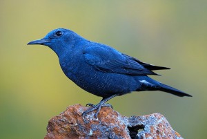 Blauwe rotslijster tijdens vogelen Costa Blanca