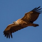 Een vogelvakantie Costa Blanca, de vale gier een zeer zeldzame maar prachtige waarneming