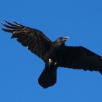 vogelen alicante, de raaf een observatie tijdens je vogelvakantie in Spanje