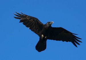 vogelen alicante, de raaf een observatie tijdens je vogelvakantie in Spanje