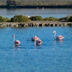 Vogelgebieden Alicante, flamencos in de Salinas van Santa Pola