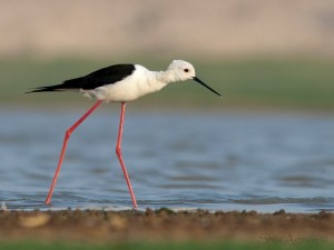 Een observatie tijdens vogelvakantie Spanje de steltkluut