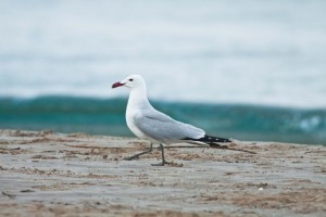 Vogelvakantie Alicante, Audouins meeuw