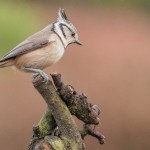 Een vogelobservatie in Spanje, de kuifmees