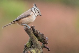 Een vogelobservatie in Spanje, de kuifmees