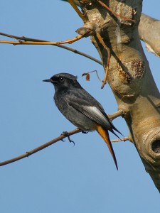 Vogel waarnemingen Spanje -zwarte roodstaart