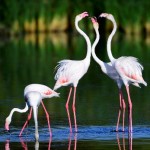 vogels spanje, de flamingo een observatie aan de kusten van Spanje