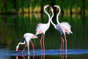 vogels spanje, de flamingo een observatie aan de kusten van Spanje