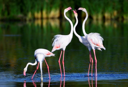 Oxide Glimmend vezel Vogels Spanje, de Flamingo - Refugio Marnes