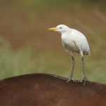 vogelen Spanje, de koereiger