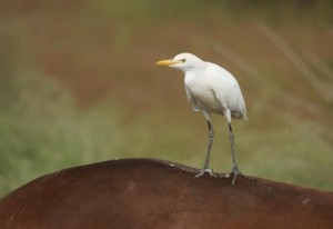 vogelen Spanje, de koereiger