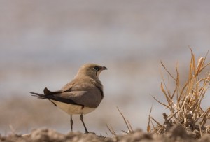 Vogelgebied Alicante, Vorkstaartplevier