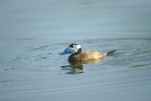 Witkopeend in El Hondo, vogelgebied Alicante