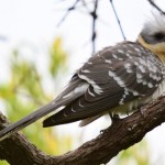 De kuifkoekoek een observatie tijdens Spanje vogelvakantie