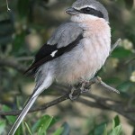 Zuidelijke klapekster een waarneming tijdens je birding break Spanje