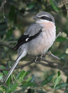 Zuidelijke klapekster een waarneming tijdens je birding break Spanje