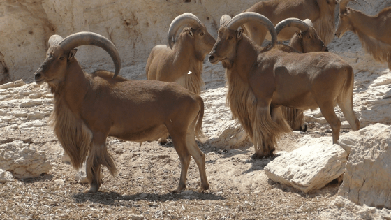 costa blanca en het binnenland manenschaap