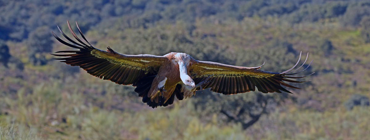 Mooie waarneming tijdens je vogelvakantie in Spanje