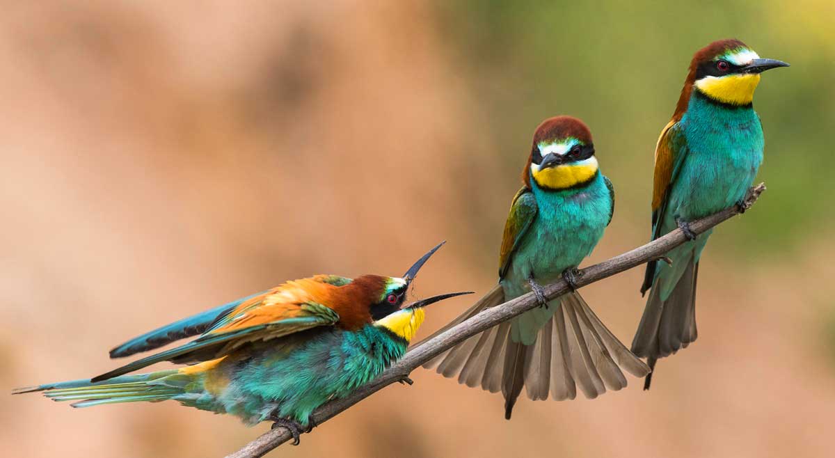 vogelvkantie in Spanje maak kennis met de bijeneter