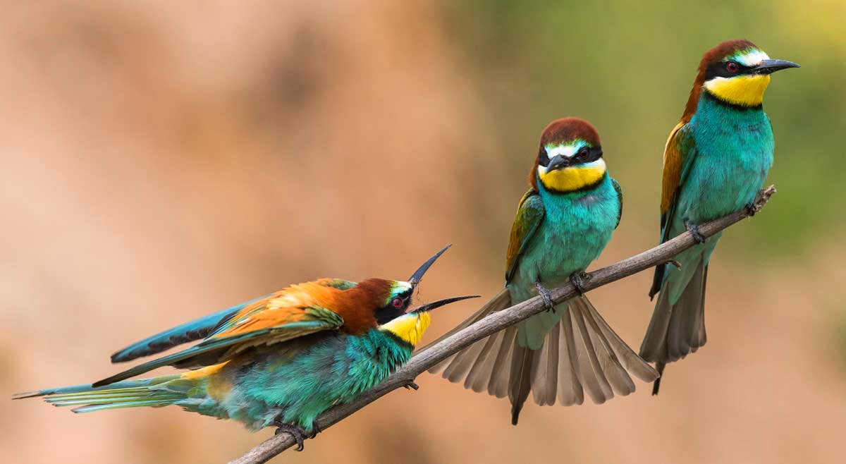 vogelvkantie in Spanje maak kennis met de bijeneter